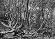 Against the Elements 8